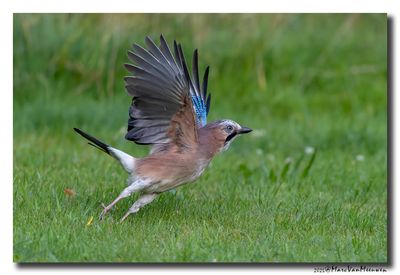 Gaai - Jay