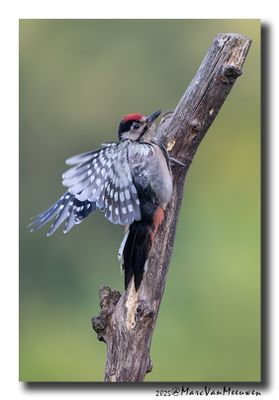 Grote Bonte Specht - Great Spotted Woodpecker