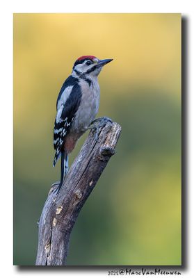 Grote Bonte Specht - Great Spotted Woodpecker