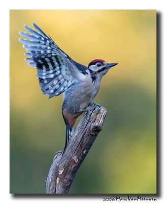 Grote Bonte Specht - Great Spotted Woodpecker
