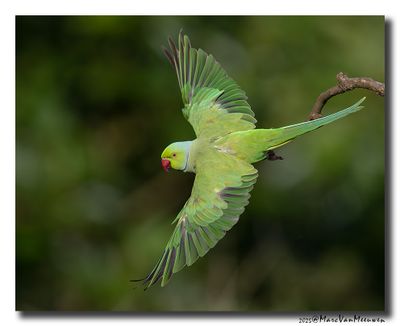 Halsbandparkiet - Rose-ringed Parakeet
