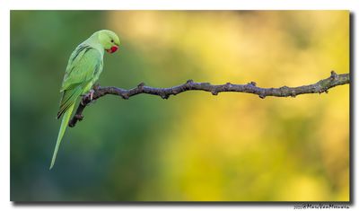 Halsbandparkiet - Rose-ringed Parakeet
