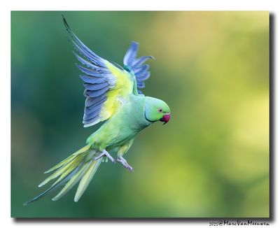 Halsbandparkiet - Rose-ringed Parakeet