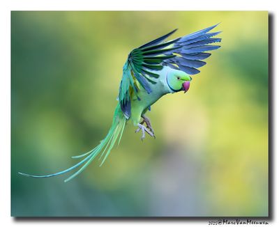 Halsbandparkiet - Rose-ringed Parakeet