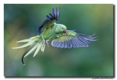 Halsbandparkiet - Rose-ringed Parakeet