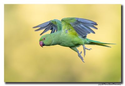 Halsbandparkiet - Rose-ringed Parakeet