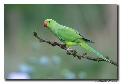 Halsbandparkiet - Rose-ringed Parakeet