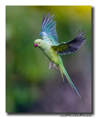 Halsbandparkiet - Rose-ringed Parakeet