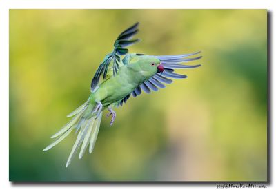 Halsbandparkiet - Rose-ringed Parakeet