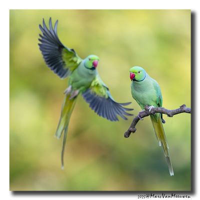 Halsbandparkiet - Rose-ringed Parakeet