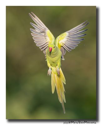Halsbandparkiet - Rose-ringed Parakeet
