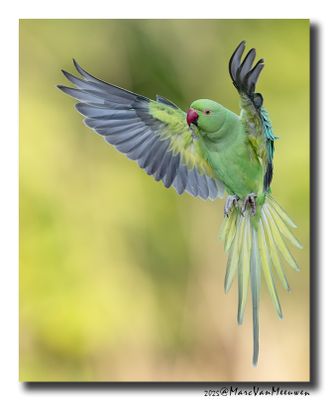 Halsbandparkiet - Rose-ringed Parakeet