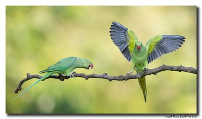 Halsbandparkiet - Rose-ringed Parakeet