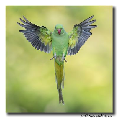 Halsbandparkiet - Rose-ringed Parakeet