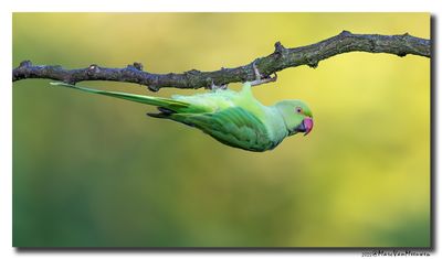 Halsbandparkiet - Rose-ringed Parakeet
