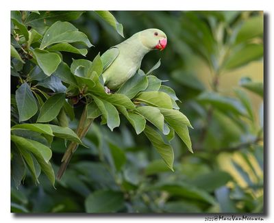 Halsbandparkiet - Rose-ringed Parakeet
