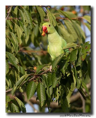 Halsbandparkiet - Rose-ringed Parakeet
