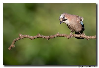 Gaai - Jay