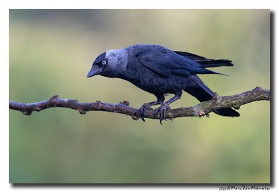 Kauw - Western Jackdaw