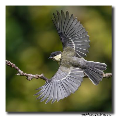 Koolmees - Great Tit