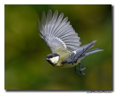 Koolmees - Great Tit