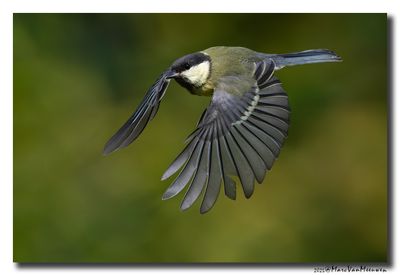 Koolmees - Great Tit