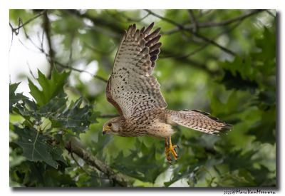 Torenvalk - Kestrel