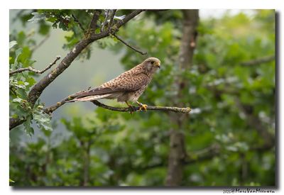 Torenvalk - Kestrel