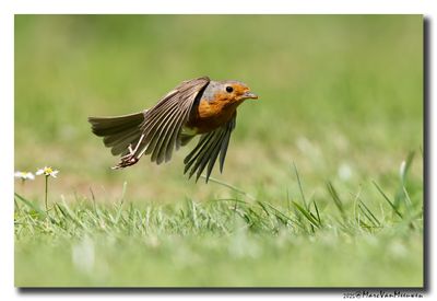 Roodborst - Robin