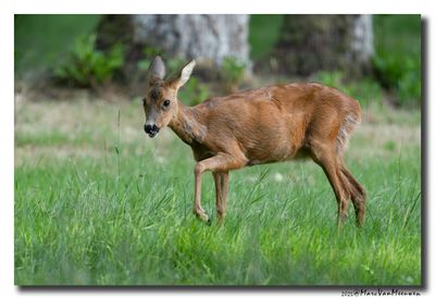 Ree - Roe deer