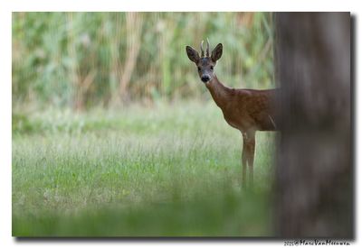 Ree - Roe deer