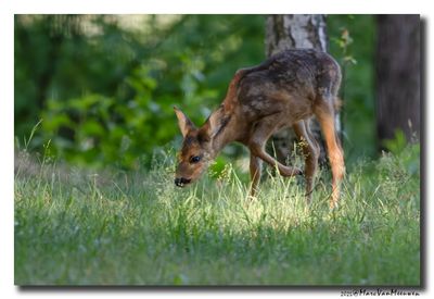 Ree - Roe deer