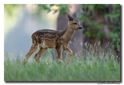 Ree - Roe deer