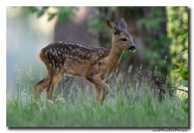 Ree - Roe deer