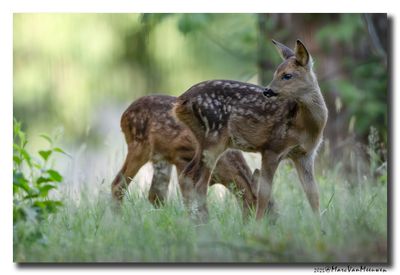 Ree - Roe deer