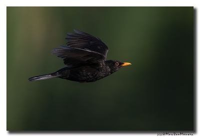 Merel - Blackbird