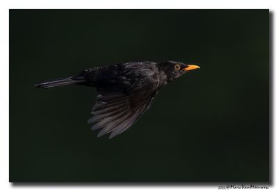 Merel - Blackbird