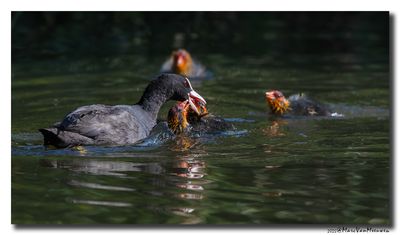 Meerkoet - Coot