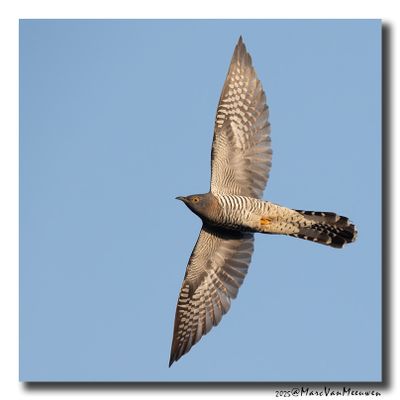 Koekoek - Cuckoo