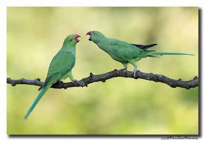Halsbandparkiet - Rose-ringed Parakeet