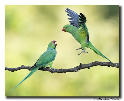 Parakeets