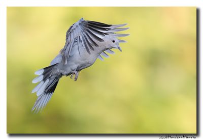 Turkse Tortel - Collared Dove