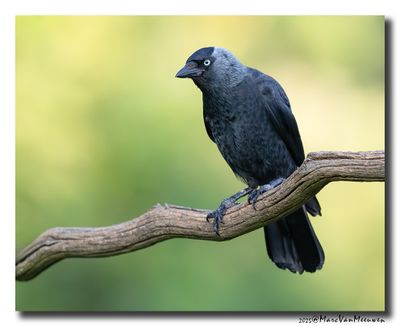 Kauw - Western Jackdaw