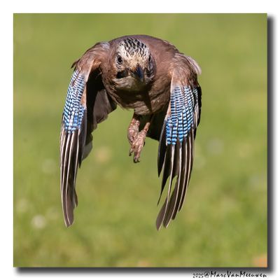 Gaai - Jay