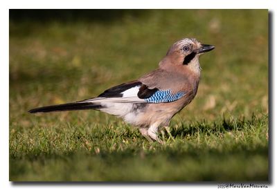 Gaai - Jay