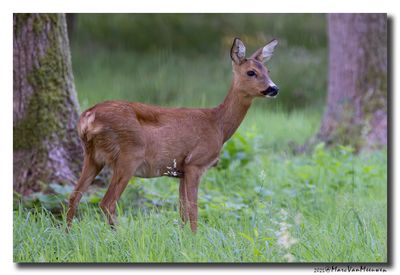 Ree - Roe deer