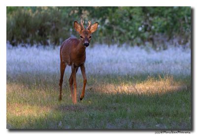 Ree - Roe deer