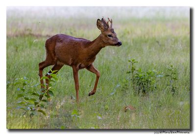 Ree - Roe deer