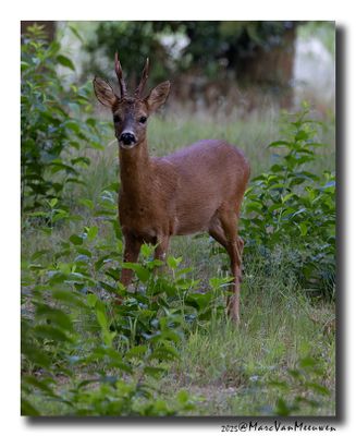 Ree - Roe deer
