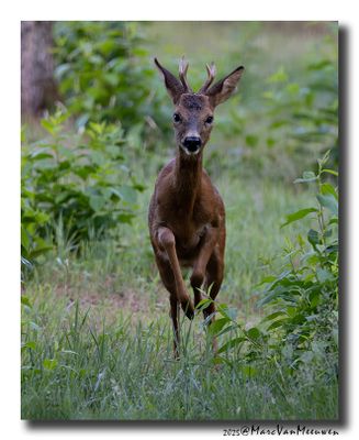 Ree - Roe deer